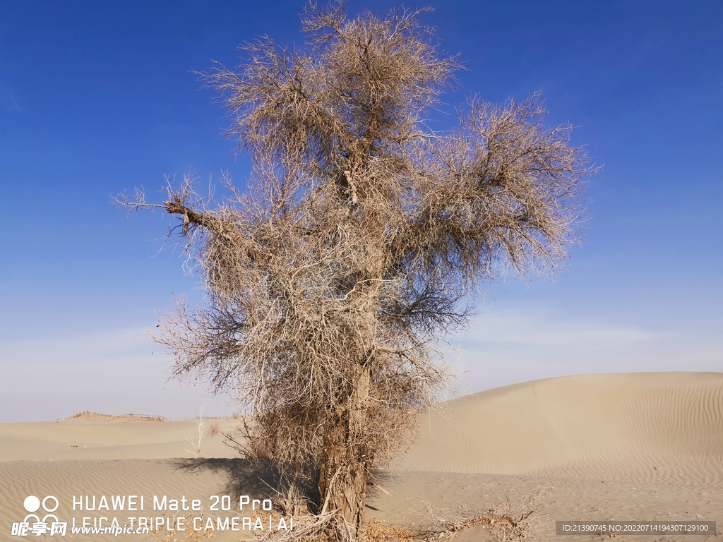塔克拉玛干沙漠中的胡杨