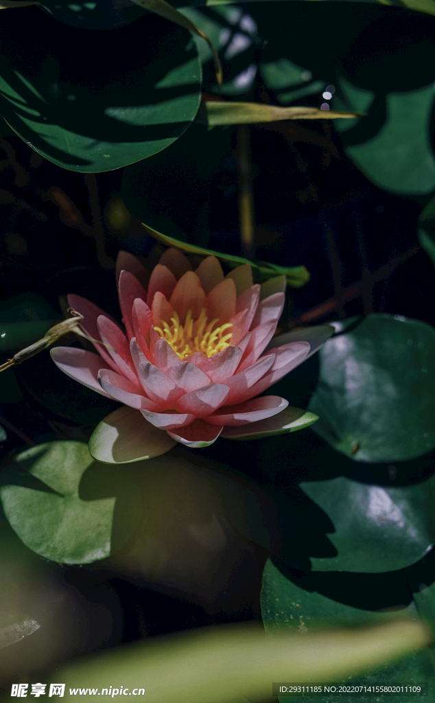 荷花
