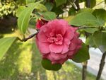 山茶花