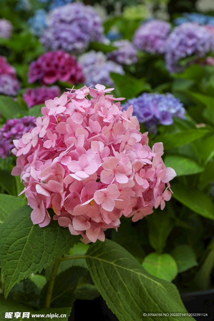 户外粉色花朵花蕊