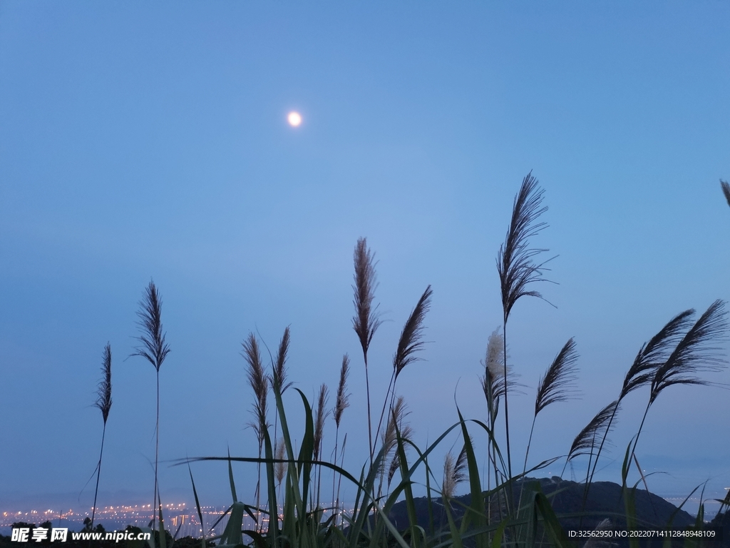 夜光下的芦苇