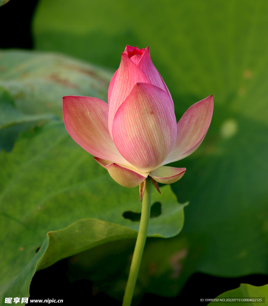 荷花花苞