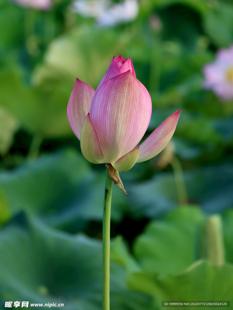 荷花花苞