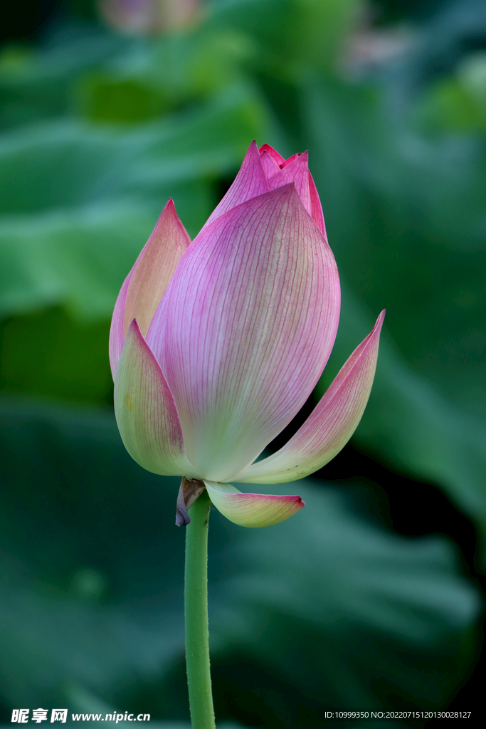 荷花花苞