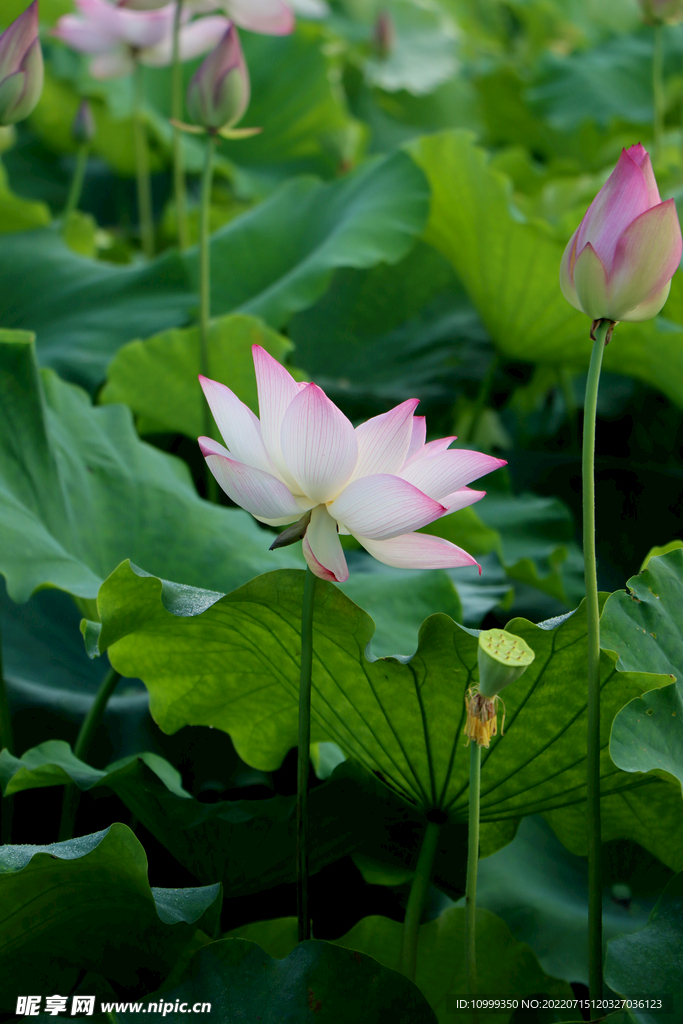 荷花