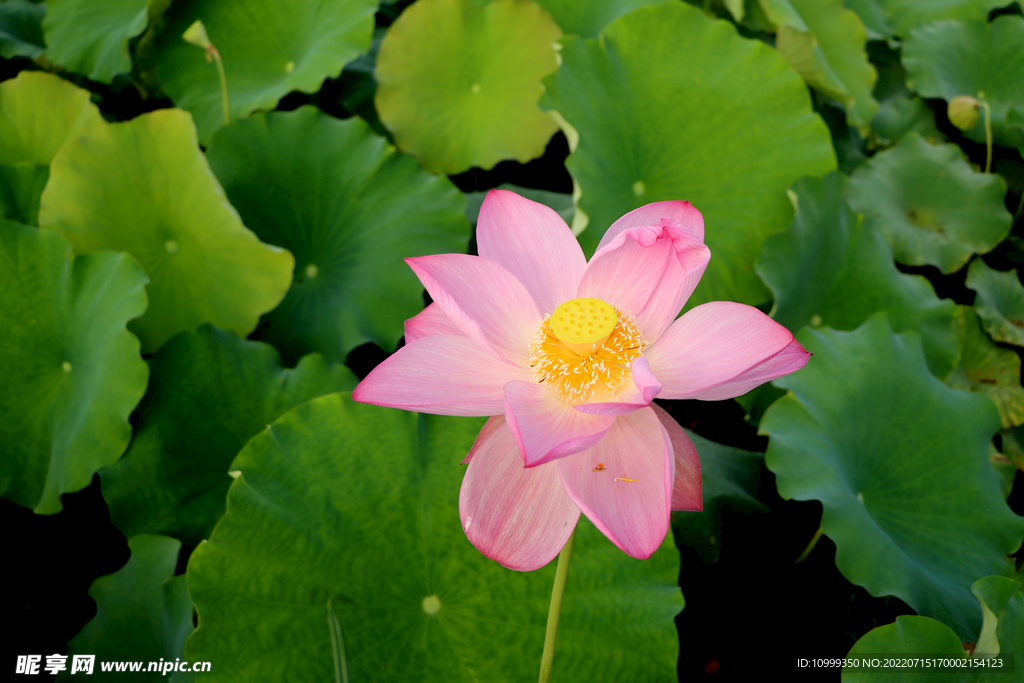 粉色莲花盛开