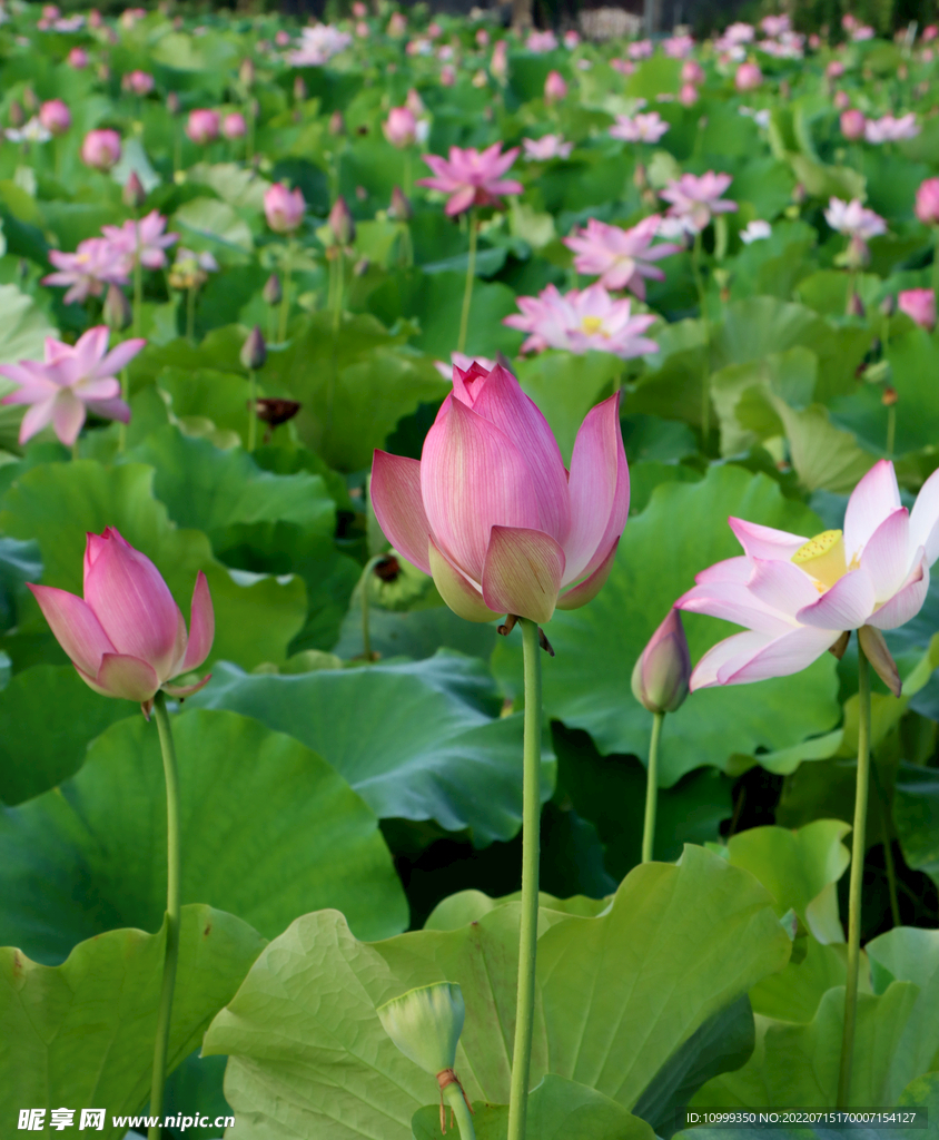 荷花花苞花蕾