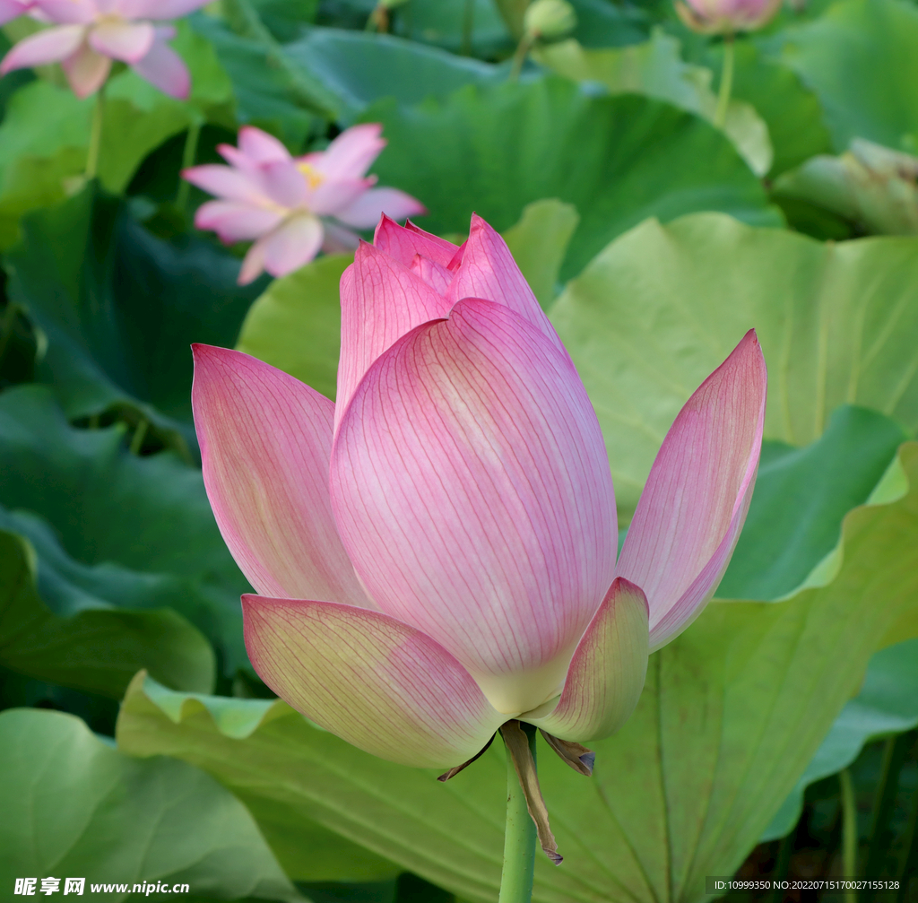 荷花花苞