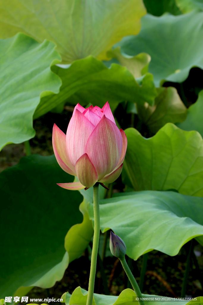 荷花花苞