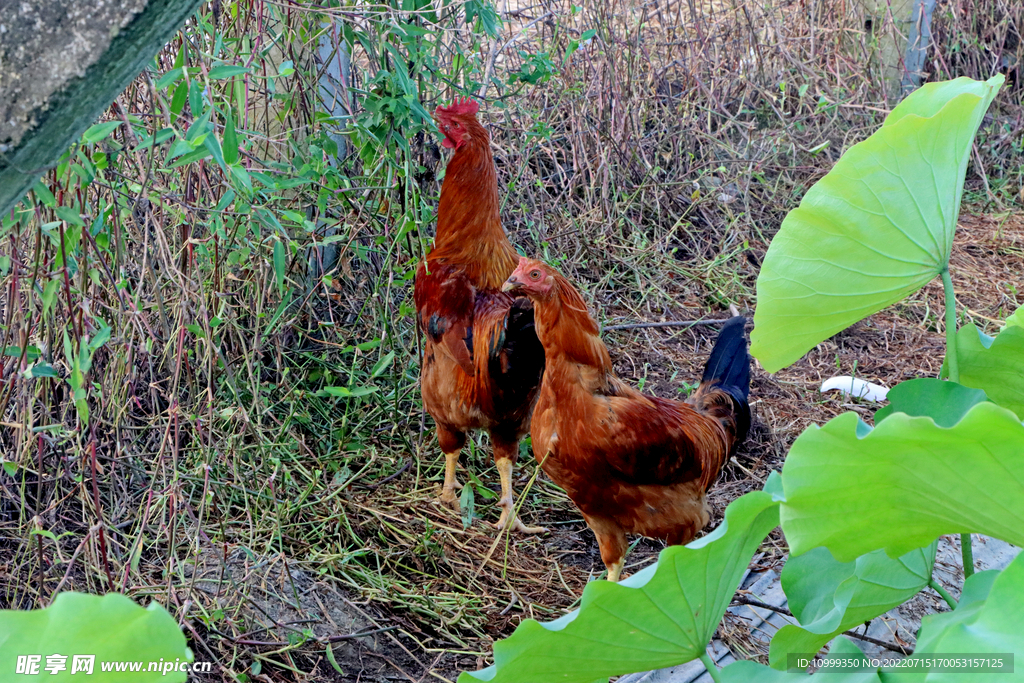 土鸡