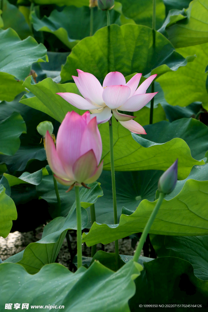 荷花花苞花蕾