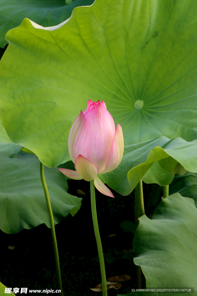 荷花花苞花蕾