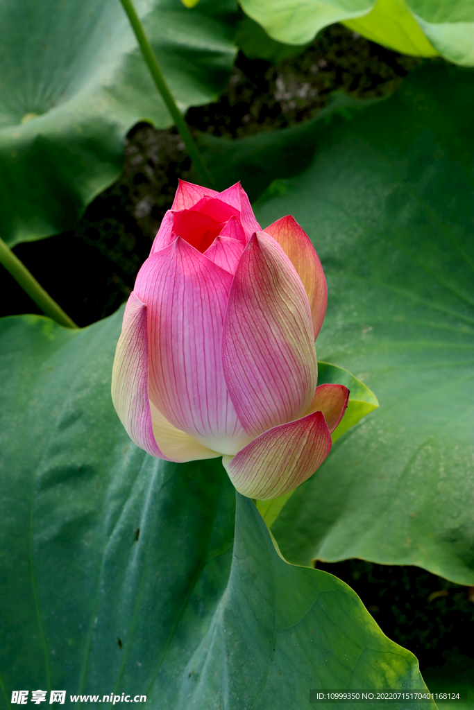 荷花花苞花蕾