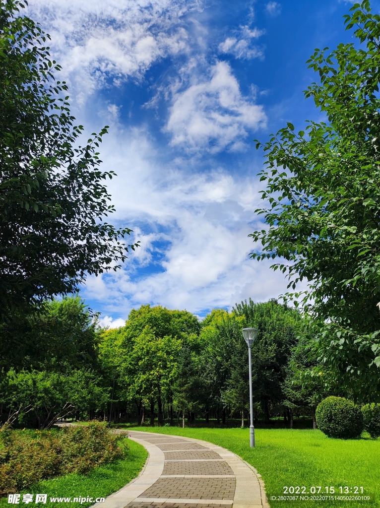 道路 绿草 公园 树荫 阳光