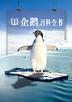 保护企鹅公益海报