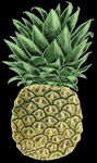 菠萝扣图