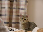 小猫
