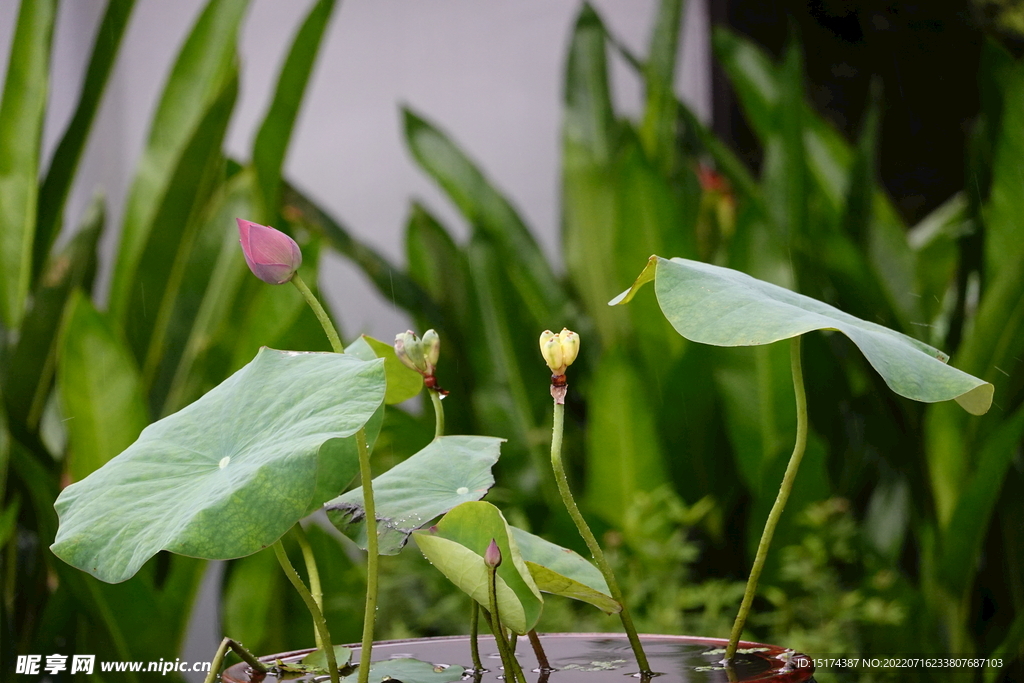 小荷花