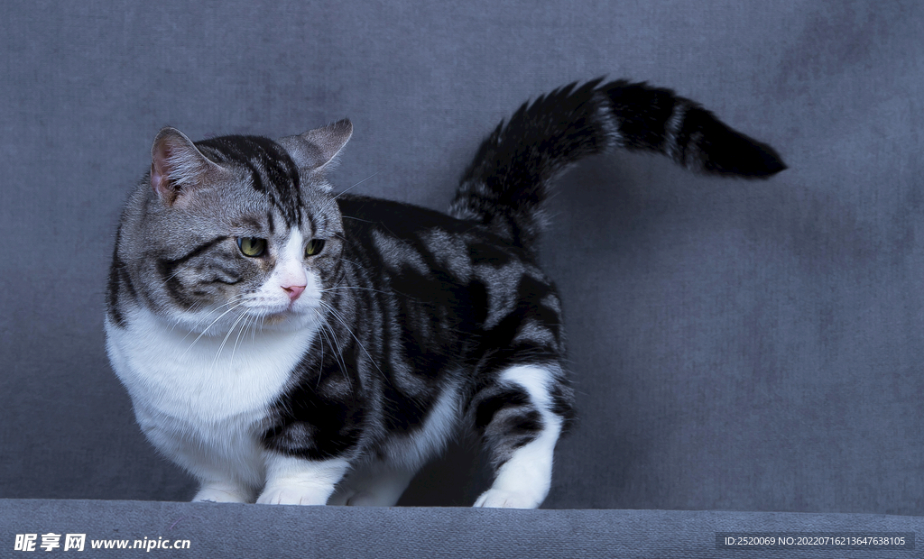 猫