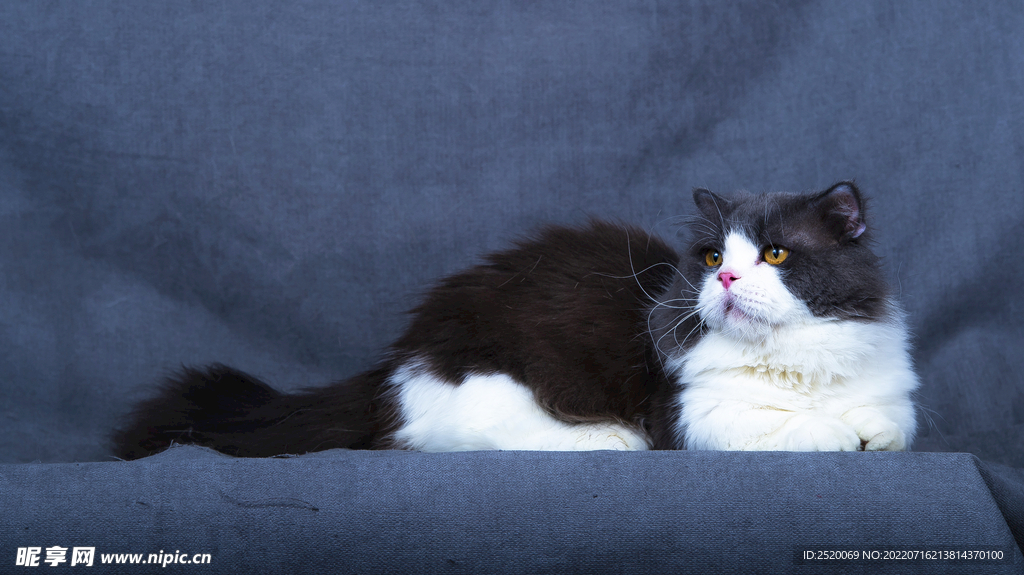 猫
