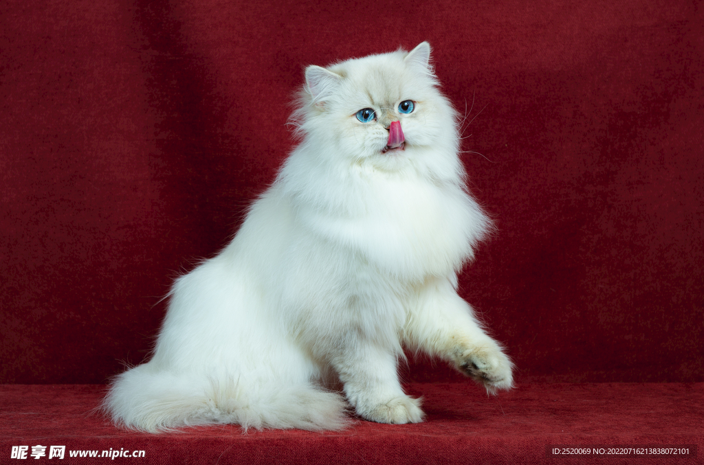 猫