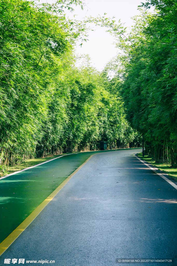 户外森林道路公路