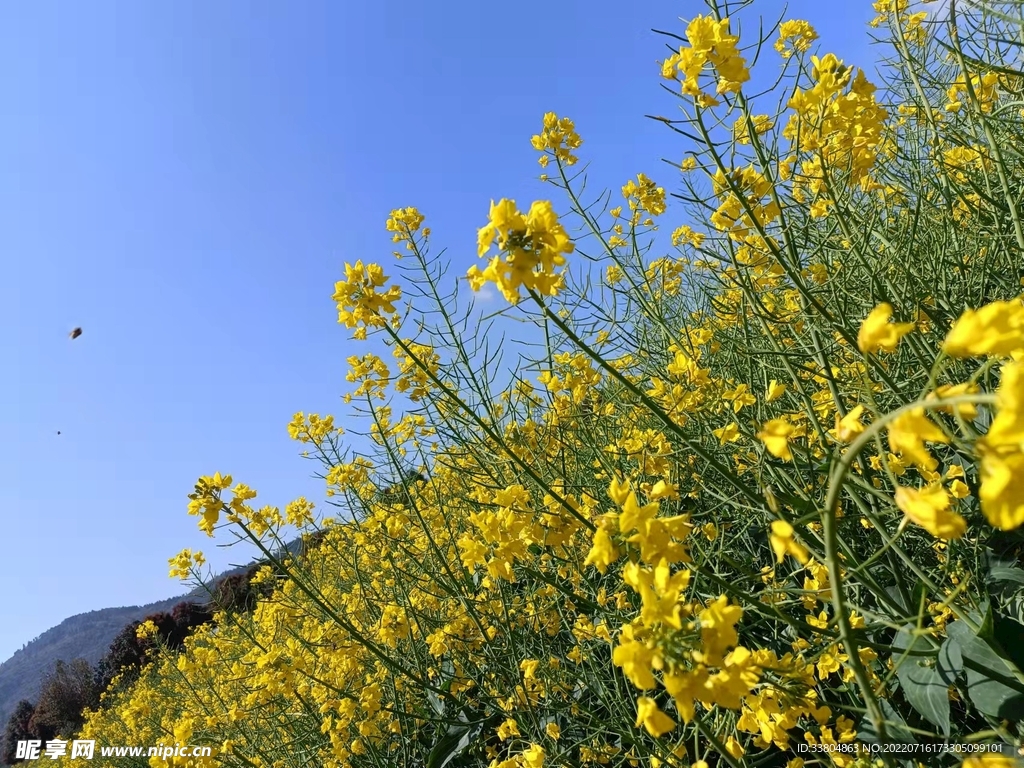 故乡的油菜花