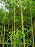 竹子 竹林
