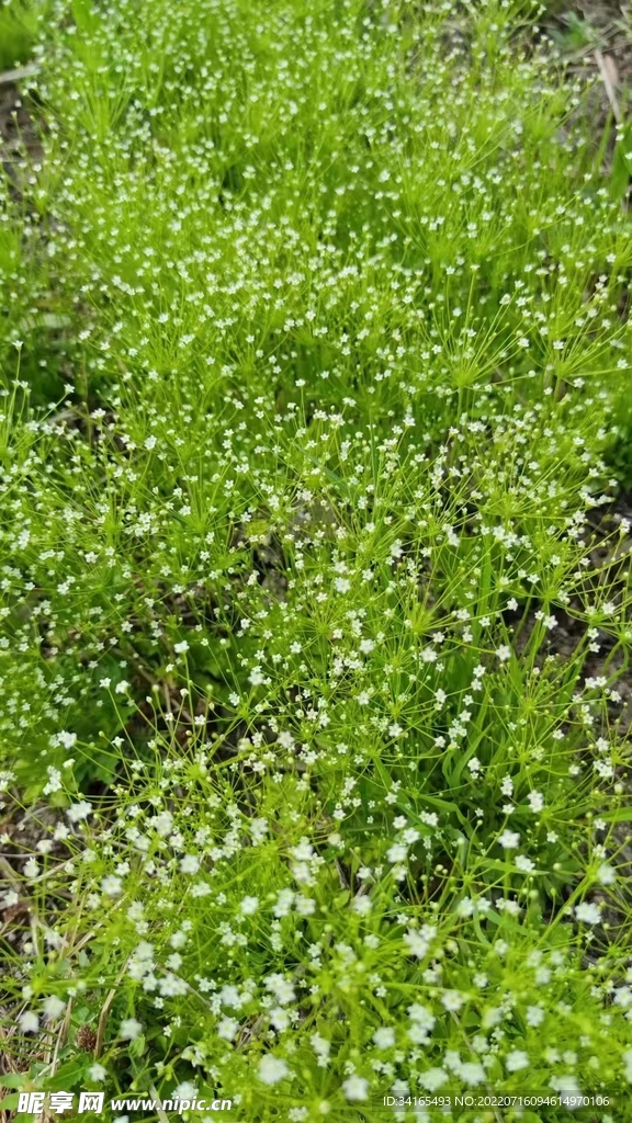 小野花