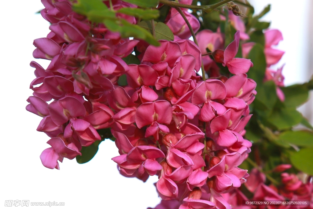 香花槐