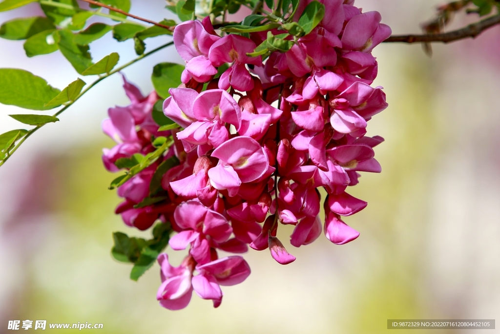 香花槐