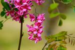 香花槐