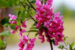 香花槐