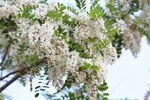 香花槐
