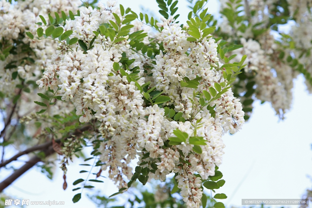 香花槐