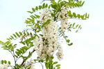 香花槐