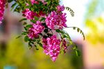 香花槐