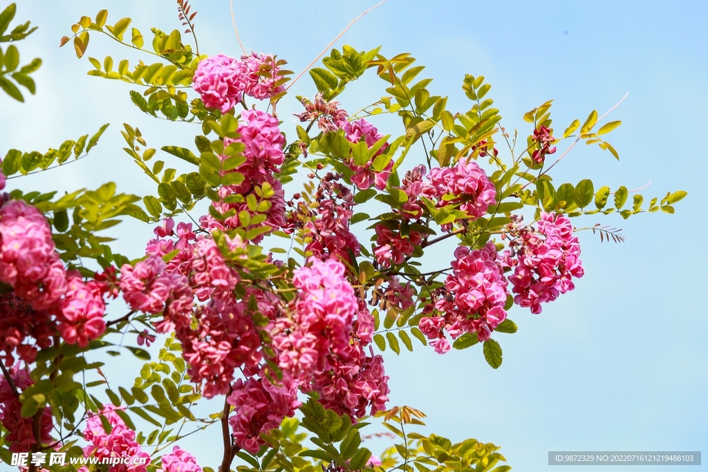 香花槐