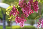 香花槐