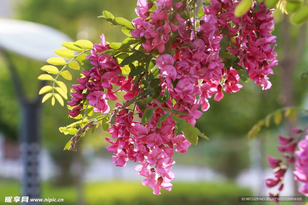 香花槐