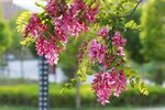 香花槐