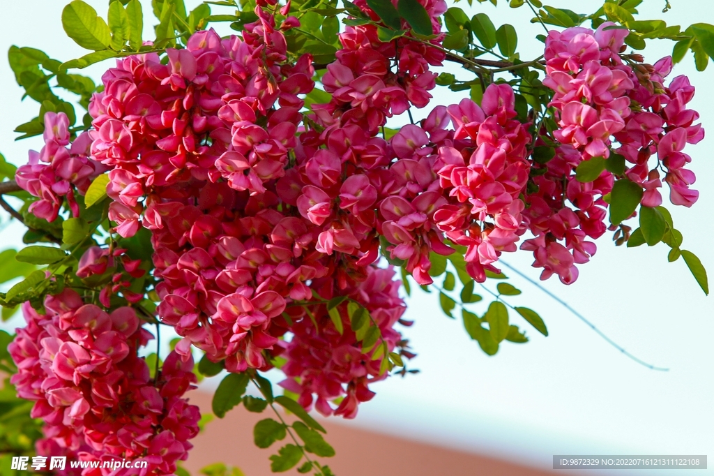 香花槐