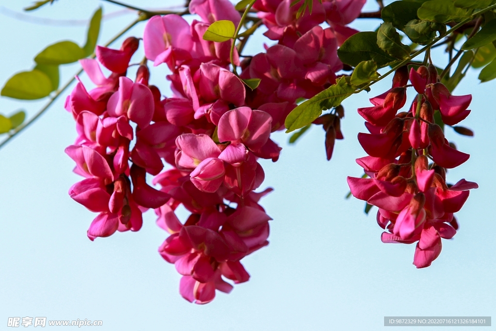 香花槐