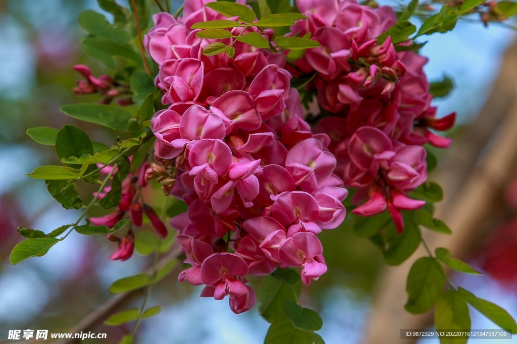 香花槐