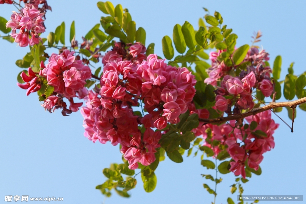 香花槐