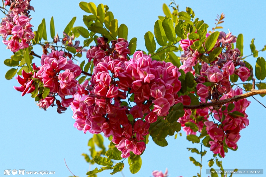 香花槐