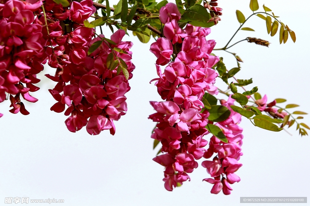 香花槐