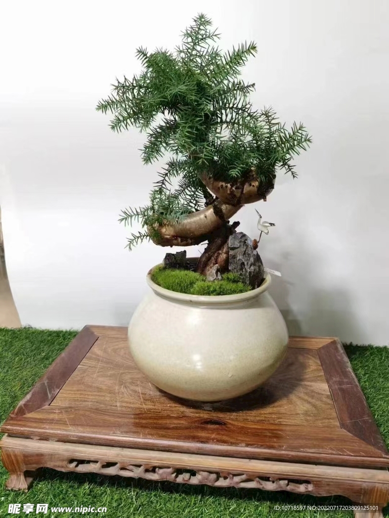 盘景