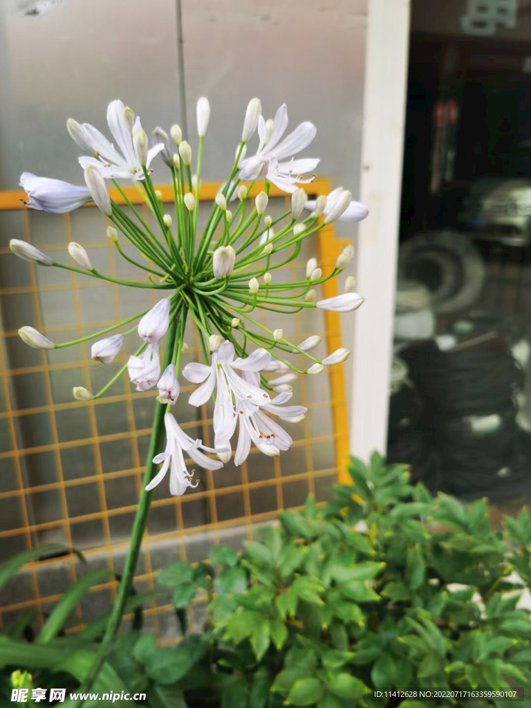 花