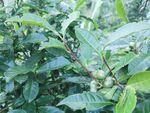 茶油果